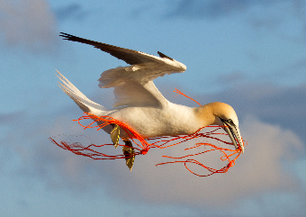 Check out the Gannets of Bass Rock on your Scottish Golf Trip with Drumgolf